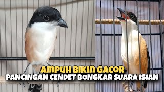Download Lagu Pancingan Cendet Bikin Gacor Ampuh Untuk Latihan Mental Burung Juara.!!! MP3 Download Lagu Pancingan Cendet Bikin Gacor Ampuh Untuk Latihan Mental Burung Juara.!!! MP3