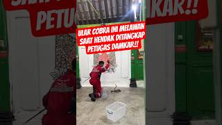 This Javanese Cobra Fights Back When Firefighters Are About To Capture It shorts shortviral 