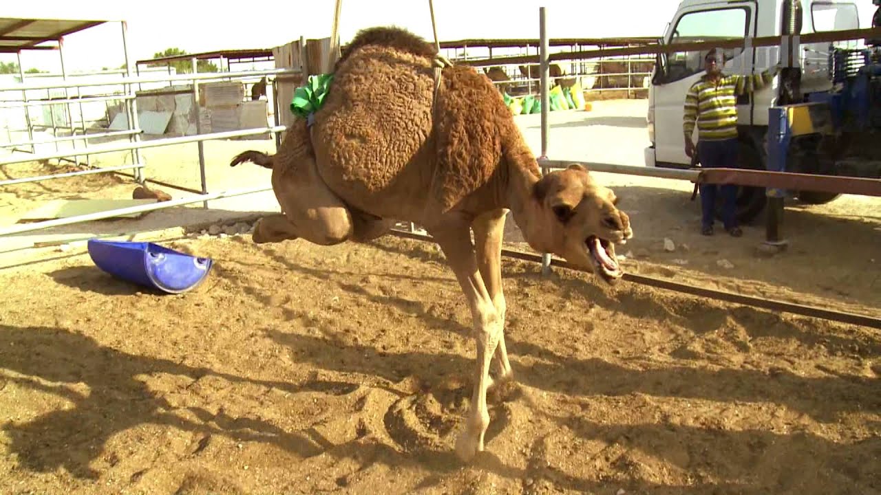 برنامج شارة الريان 11-07-2012