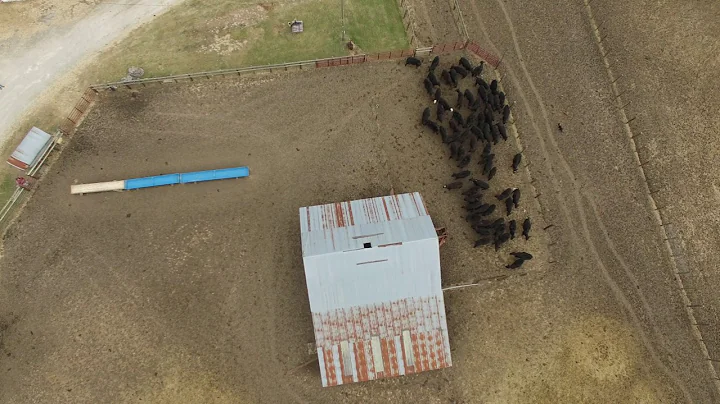 leck Jerry Davis stock dogs