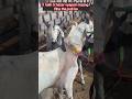 Deonar Bakra Mandi..#shorts #deonarbakra #deonarmandi #bakramandi #goats #bakra #animals #trending