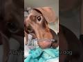 Pranks on Dogs 😁🤓  #petlife #funny #adorably