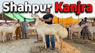 Phari Wala Maal Live Deal Lahore Mandi Shahpur Kanjra Mazhar Biba Official 