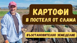 Картофи в постеля от слама