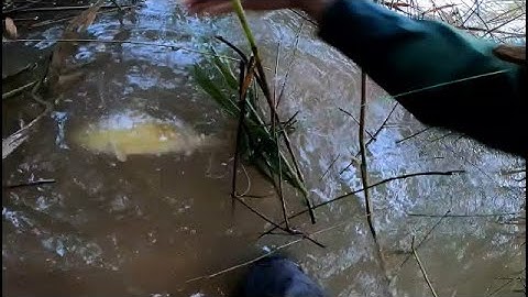 cắm câu cá sông đụng cá lăng vàng khủng | DDTN #fishing #cauca