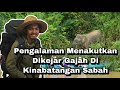 Pengalaman Seram Dikejar Gajah Kinabatangan Dan Bertemu Gadis Cantik Di Sabah