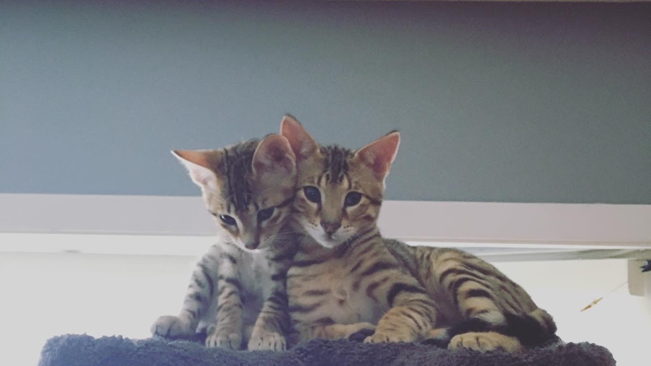 1ST LIVE DonutSMP/LitslSMP