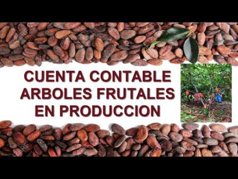Video: Cuánto Cacao Se Almacena
