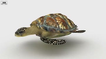 Hawksbill sea turtle Low Poly 3D model by 3DModels.org