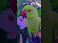 papa ko kaise bulate hai #comedy #greenparrot #funny #parrot