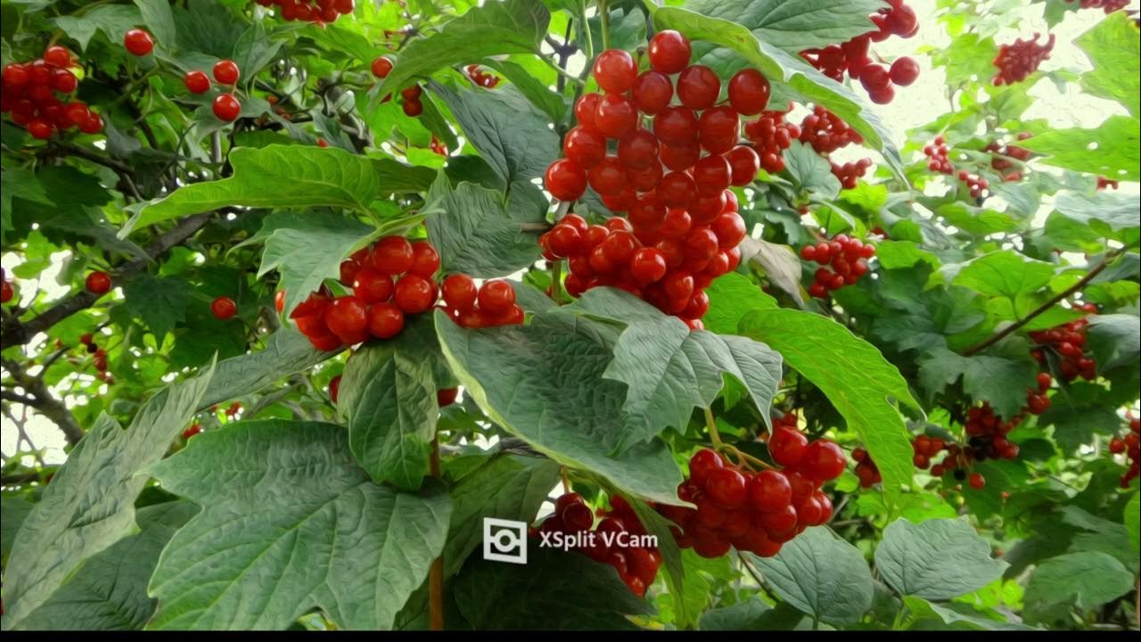 Калина фото дерева