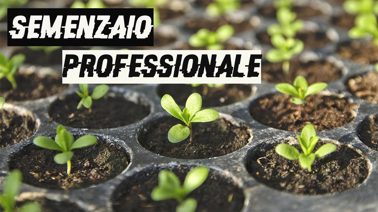 Come avere un SEMENZAIO PROFESSIONALE (5 Punti da Rispettare)|#2