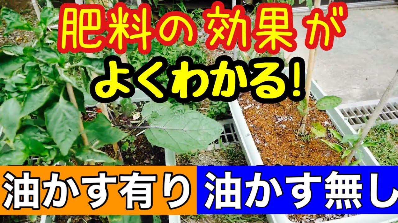 肥料の効果がわかる 油かすが効いてくる様子 プランター栽培実験 年6月13日 10月21日 Youtube