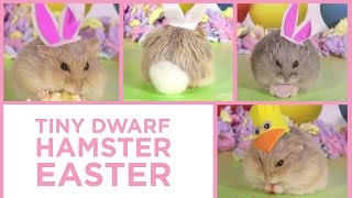 A Cute Hamsters Easter