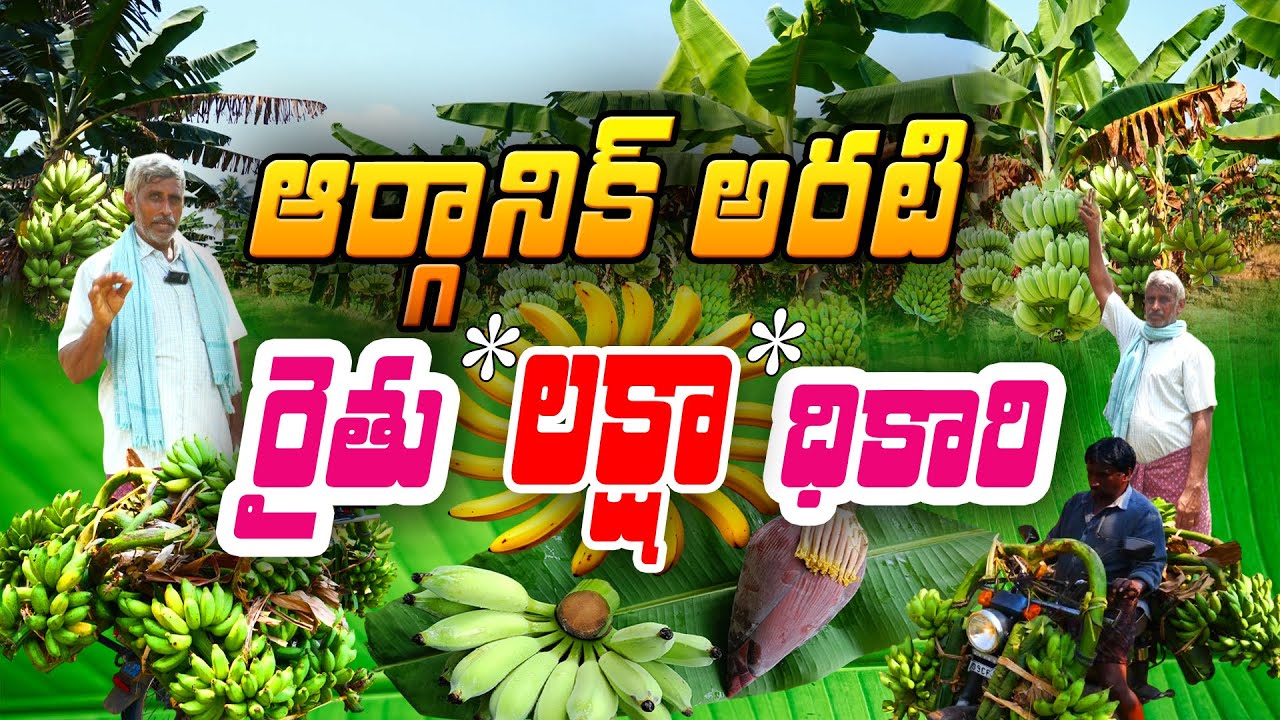 సేంద్రియ #అరటిసాగు - తోట నిండా గెలలే | #organicbannana #farming | #srinivasreddy  #mangalagiri