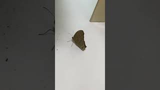 The Unusual Butterfly. Wealth