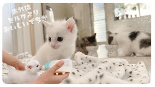 人のあとをトコトコついてくる白い子猫がかわいすぎる【保護猫生活18日目】