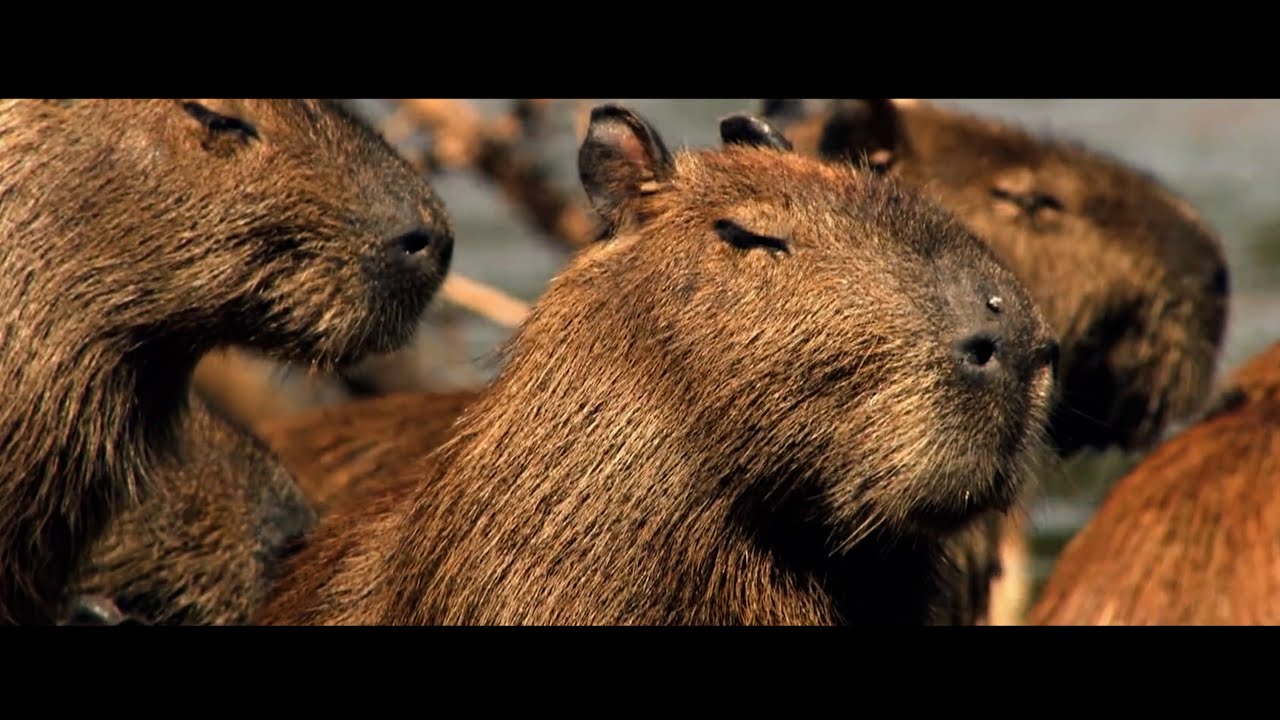 Todo dia a Clara a capivara cantando uma música diferente