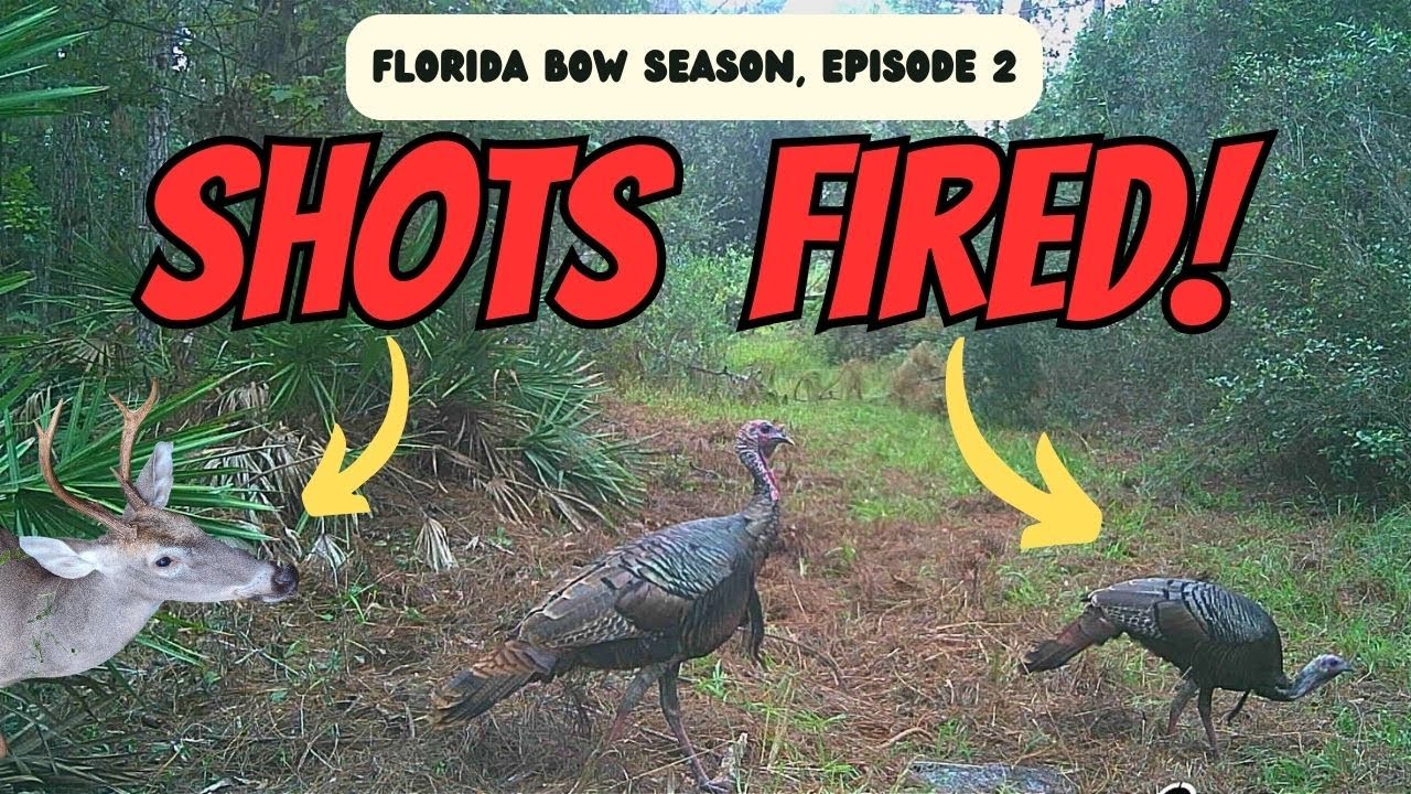 SHOTS FIRED!! { Florida archery season} NINJA BUCK! Bow hunting North