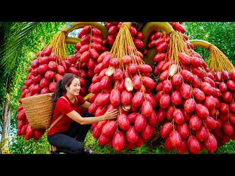 Harvesting Giant Red Coconut Palm Fruits go to market Sell | Making Sweet Palm Fruit Jam