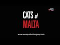 Cats of malta documentary  celebrating maltas cat culture