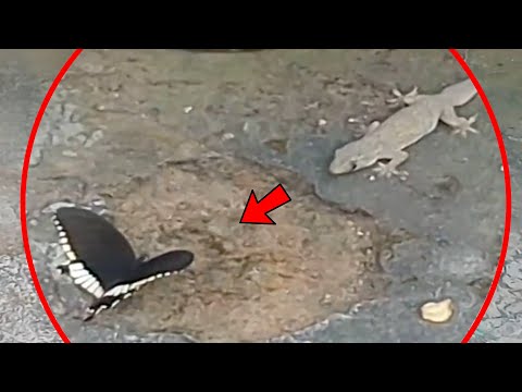 Top 8 WILD Lizards Hunting And Eating Prey! (Reptiles Eating)