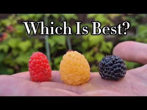 Red Vs Yellow Vs Black Raspberries! 
