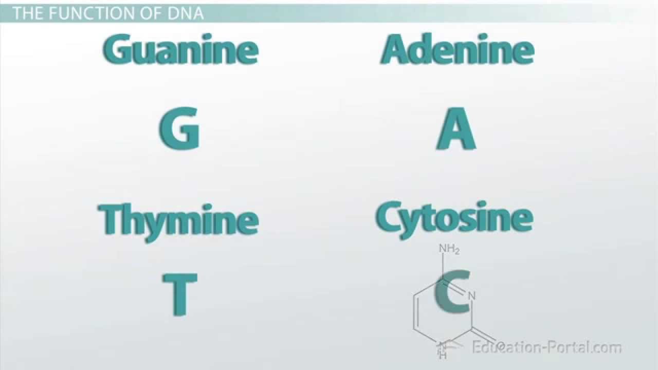 DNA: Complementary Base Pairing - YouTube complimentary dna base diagram 