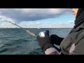 good action of striped bass on jigs off NJ on Nov 27 2016