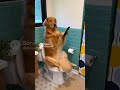 Chilling 😎 #dog #toilet #shorts