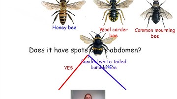 Year 5 Science Classification Key Week 11