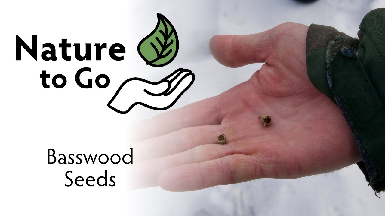 NatureToGo Secret of the Basswood Seeds YouTube