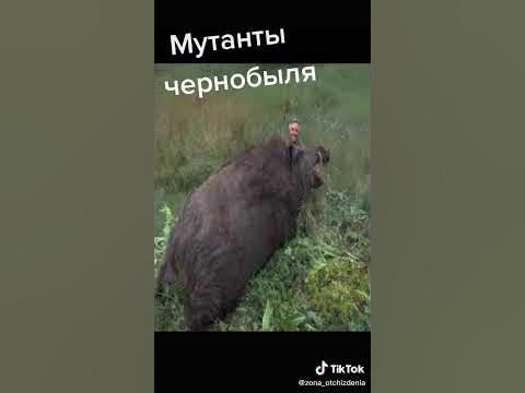 мутанты чернобыля.подпишись - YouTube