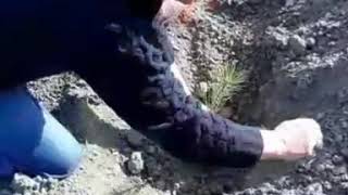 Ağaç Di̇keli̇m Resimi