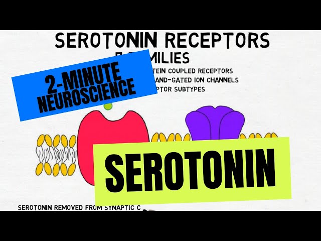 2-Minute Neuroscience: Serotonin class=