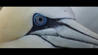 Bande-Annonce - 41E Festival International Du Film Ornithologique De Ménigoute 2025