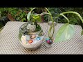 How to make a terrarium with succulent // Cute diy ideas for your garden