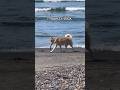 Hey look I found a stick! Our beach day with the doggies a while back #funnydogvideo #cutedogs