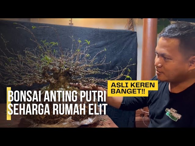 PROSES BONSAI ANTING PUTRI SEHARGA RUMAH ELIT #bonsaiantingputri class=