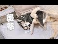 【大変です】2歳の兄が生後2ヶ月の弟に襲われました・・・笑