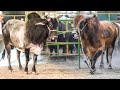 QUE ANIMALES TAN GRANDES Y ATERRADORES // Rancho Los Traficantes En Rancho de En Medio Queretaro