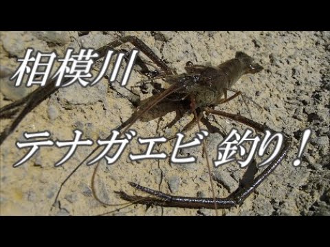 相模川 テナガエビ 釣り 06 23 Youtube 相模川 テナガエビ 釣り 06 23 Youtube