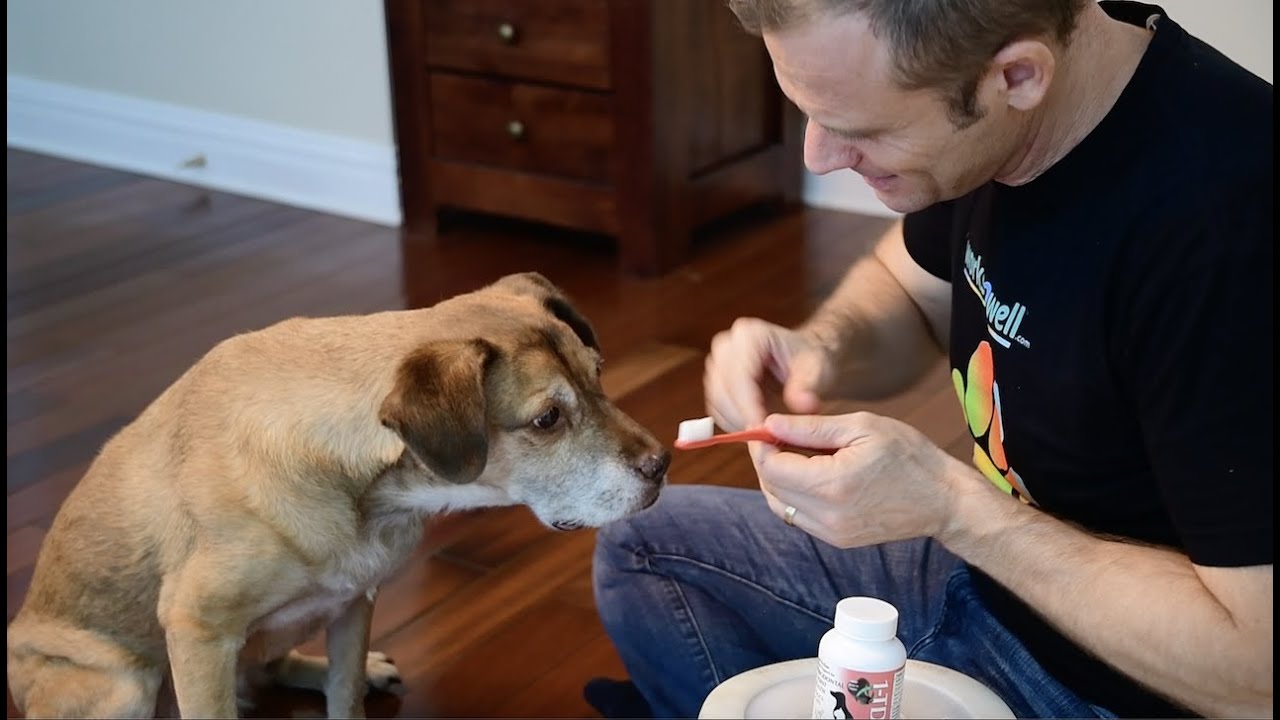 How to brush your dog's teeth?