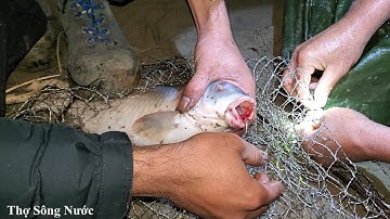 Trời Lạnh Cá Ăn Mạnh - Chép Khủng Thượng Nguồn Sông Hồng| Thợ Sông Nước