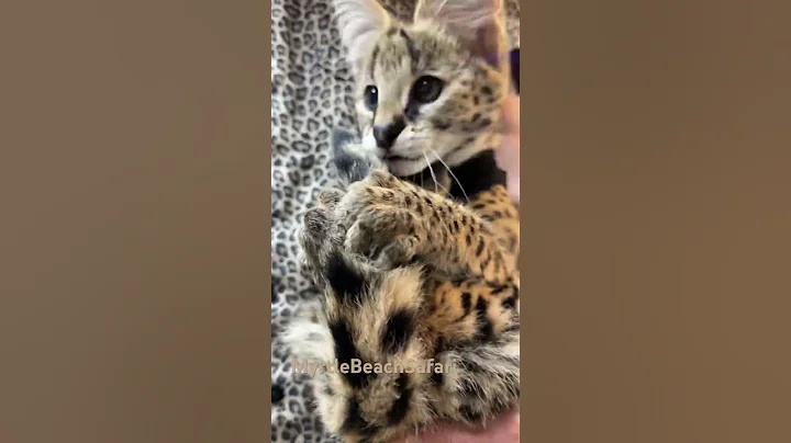 Watch the video about The speed of the little Serval the 2nd fastest cat. Come meet him.