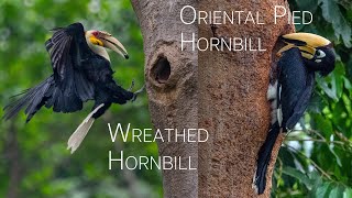 Oriental Pied Hornbill & Wreathed Hornbill Feeding their mates in the nest | Birding in China
