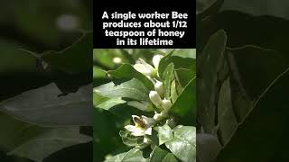 Fascinating Fact about Bees 😱 #bees #honey #facts #GoldenSpecial