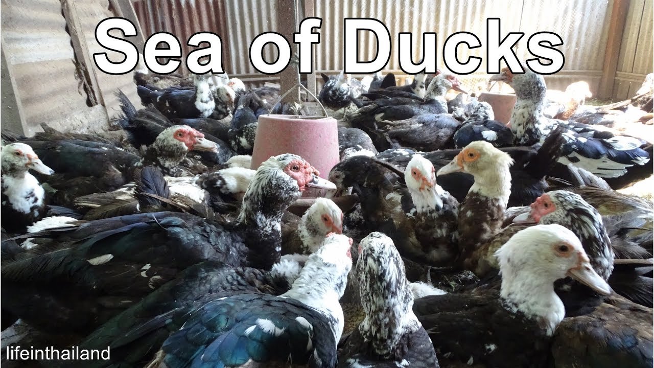 What it's like to feed 80 Muscovy ducks. YouTube