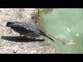 Video Passaro pescador M1