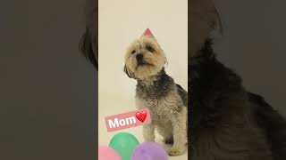Mom❤️🐶